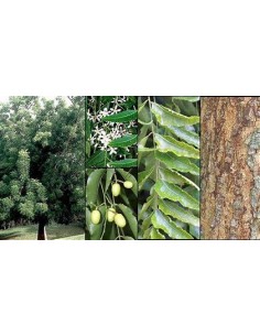 10 Neem trees (Azadirachta... 2
