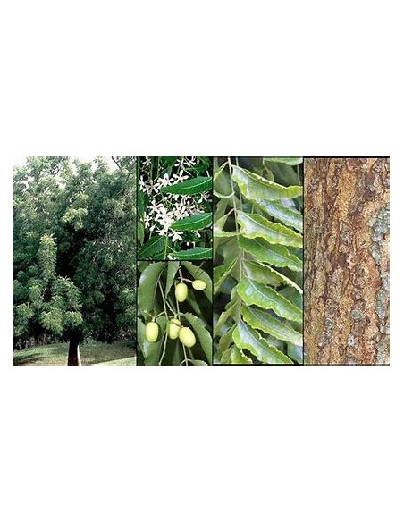 10 Arbolitos de Neem (Azadirachta indica) Nim, Nem, nin, arbol contra los mosquitos