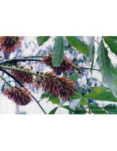 1 African pink cedar...