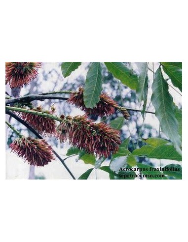 1 Arbolito de Cedro rosado africano (Acrocarpus fraxinifolius) Maderas finas para cultivo