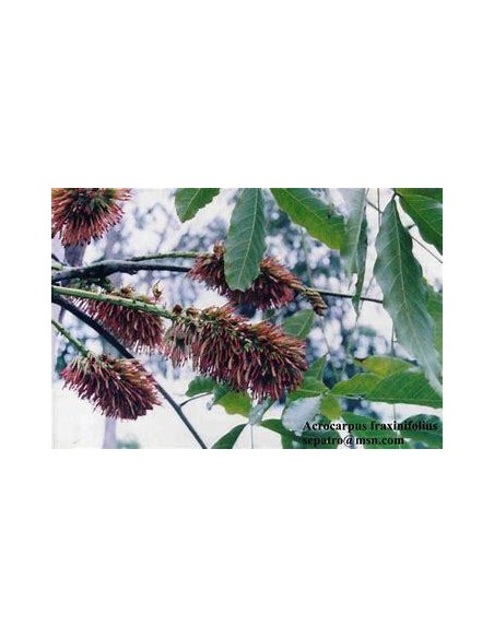 1 African pink cedar sapling (Acrocarpus fraxinifolius) Fine timbers for cultivation