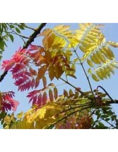 1 African pink cedar... 2