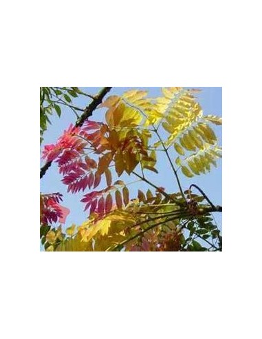 1 African pink cedar sapling (Acrocarpus...