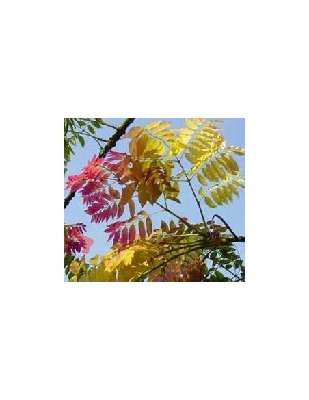 1 African pink cedar sapling (Acrocarpus fraxinifolius) Fine timbers for cultivation