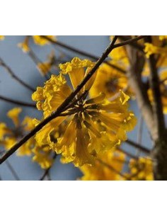 1 Guayacan yellow tree...
