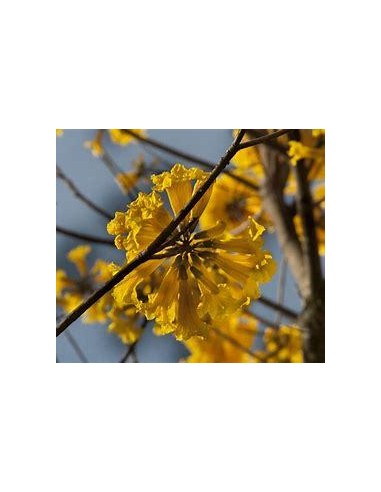 1 Arbolito de Guayacan amarilo (Tabebuia chrysanta) Guallacan venta en Mexico forestal