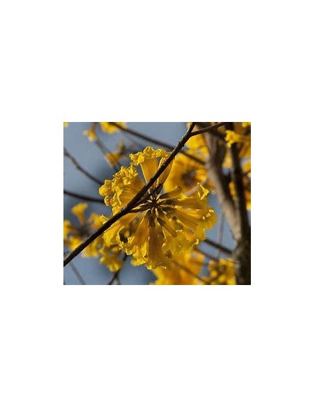 1 Guayacan yellow tree (Tabebuia chrysanta) Guallacan for sale in Mexico forestal