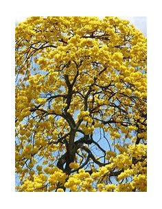 1 Guayacan yellow tree... 2