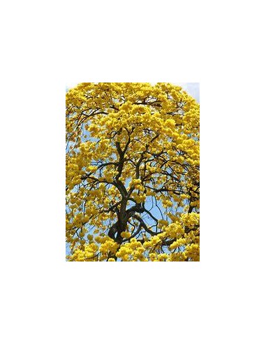 1 Guayacan yellow tree (Tabebuia chrysanta)...