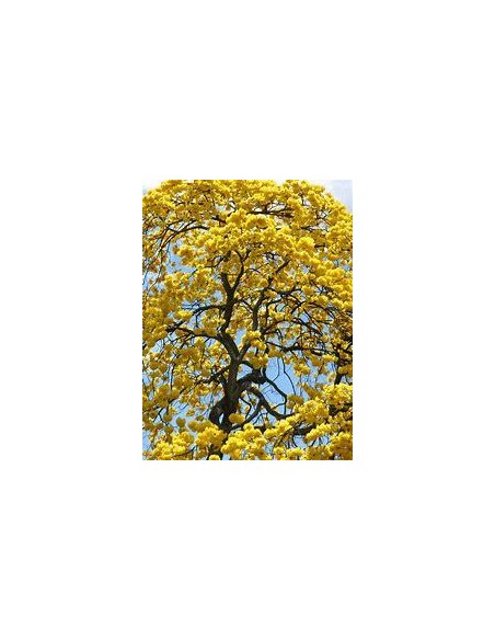 1 Guayacan yellow tree (Tabebuia chrysanta) Guallacan for sale in Mexico forestal