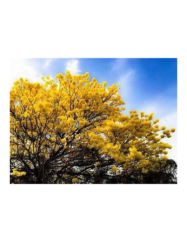 1 Arbolito de Guayacan amarilo (Tabebuia...