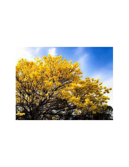 1 Arbolito de Guayacan amarilo (Tabebuia chrysanta) Guallacan venta en Mexico forestal