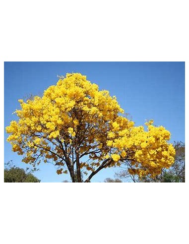 1 Arbolito de Guayacan dorado - Arbolitos para sembrar en la ciudad - EL REY DE LAS PLANTAS