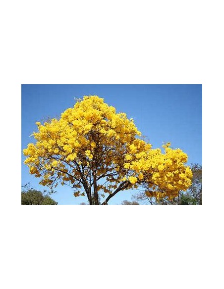 1 Golden Guayacan sapling - Saplings to plant in the city - EL REY DE LAS PLANTAS