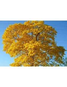 1 Golden Guayacan sapling -... 2