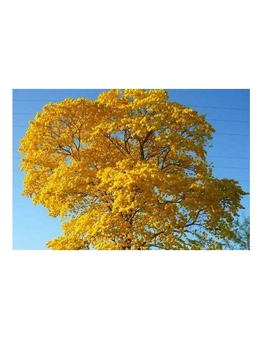 1 Golden Guayacan sapling - Saplings to plant...