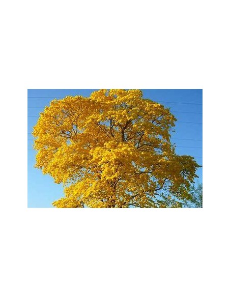 1 Golden Guayacan sapling - Saplings to plant in the city - EL REY DE LAS PLANTAS