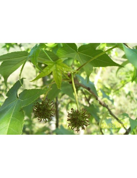 1 sweet gum tree (Liquidambar styraciflua) Live plants - Nursery plants