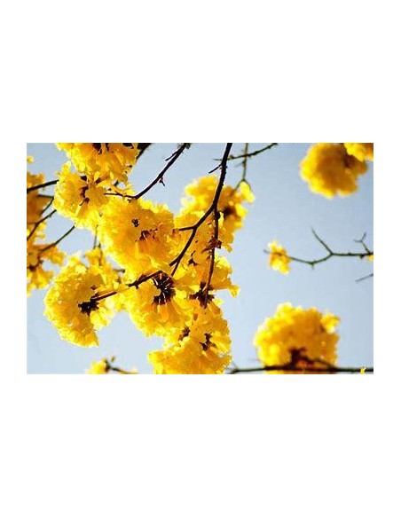 5 Yellow Guayacan Trees - Retail and wholesale - We ship to all Mexico - Guayacanes