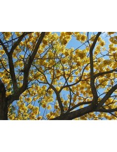 5 Yellow Guayacan Trees -... 2