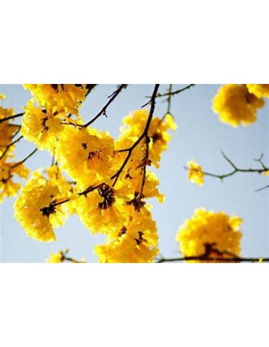 1 Yellow Guayacan Plant (Tabebuia chrysantha) 30 to 50 CMS shipped world wide.