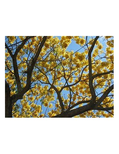 10 Arboles de Guayacan amarillo gigante...