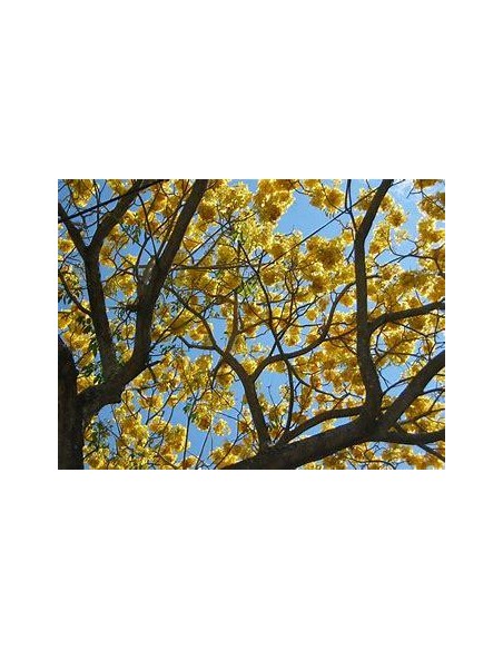 10 Giant Yellow Guayacan Trees (tabebuia donnell-smithii) Reforestamos - THE KING OF PLANTS
