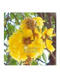 1 Dayflower Tree (Tabebuia...