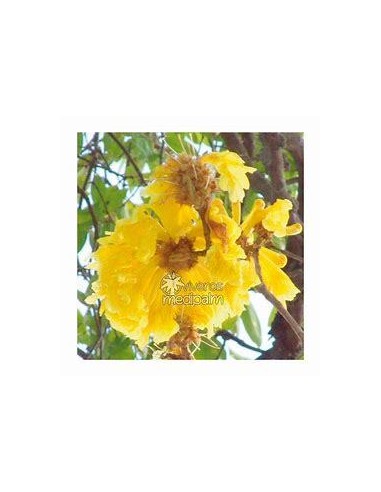 1 Dayflower Tree (Tabebuia ochracea) Yellow flowers Xalapa - Ornamentals