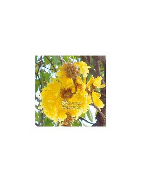 1 Arbolito de Flor de dia (Tabebuia ochracea) Flores amarillas Xalapa - Ornamentales