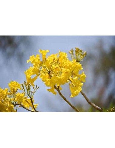 1 Dayflower Tree (Tabebuia ochracea) Yellow...