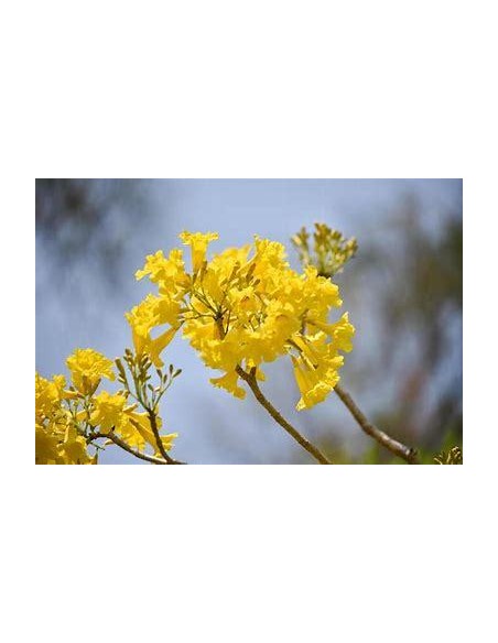 1 Arbolito de Flor de dia (Tabebuia ochracea) Flores amarillas Xalapa - Ornamentales