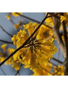 1 Yellow Guayacan Tree -...