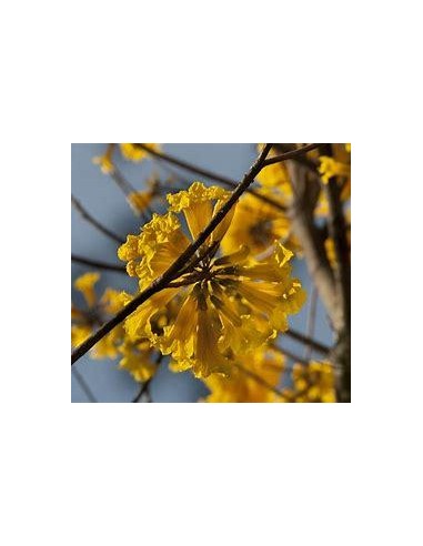 1 Yellow Guayacan Tree - Guayacanes, huayacan, guallacanes, sale in Mx