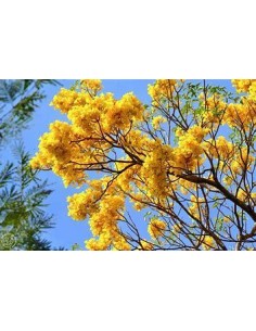 1 Spring trees of 50 cms -...