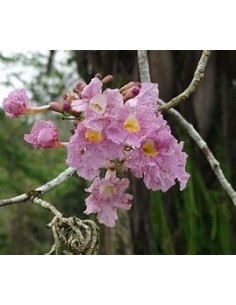 1 Pink Guayacan tree...