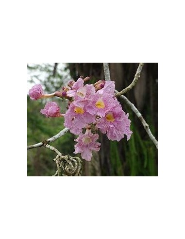 1 Arbolito de Guayacan rosado (Tabebuia rosea) Macuilis, Ipe, venta de arboles Mexico