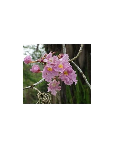 1 Arbolito de Guayacan rosado (Tabebuia rosea) Macuilis, Ipe, venta de arboles Mexico