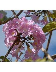 1 Pink Guayacan tree... 2