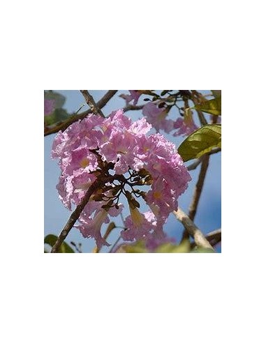 1 Arbolito de Guayacan rosado (Tabebuia rosea)...