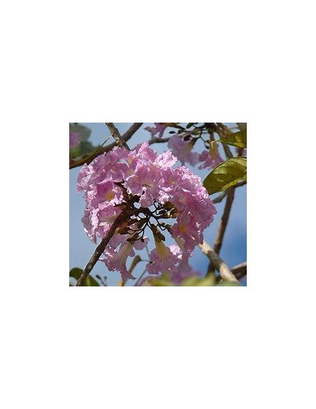 1 Pink Guayacan tree (Tabebuia rosea) Macuilis, Ipe, tree sale Mexico