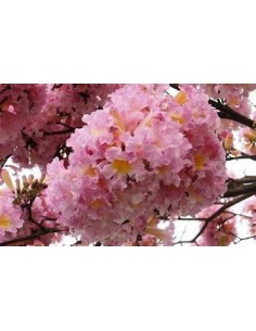 1 Dwarf pink Guayacan...