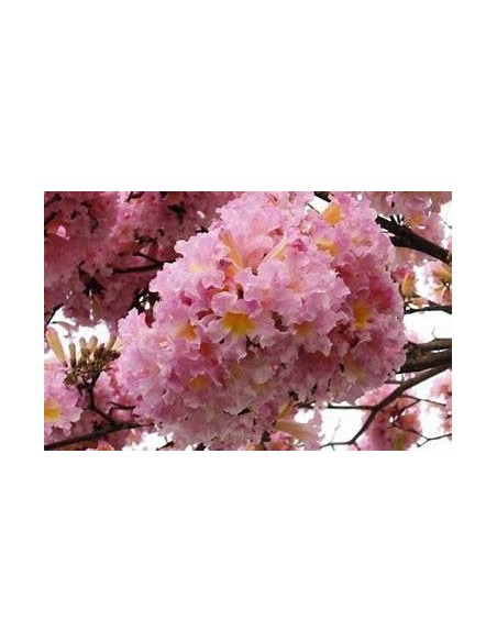 1 Arbolito de Guayacan Rosa enano para maceta (Tabebuia rosea) Propagación en Veracruz