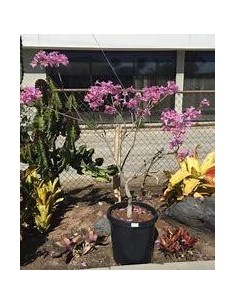 1 Dwarf pink Guayacan... 2