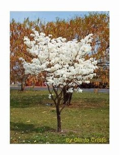 1 Guayacan Blanco sapling...