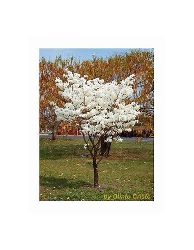 1 Arbolito de Guayacan Blanco (Tabebua roseo-alba) Macuilis blanco - Vivero EL REY DE LAS PLANTAS