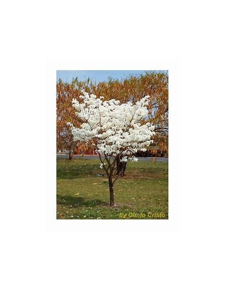 1 Guayacan Blanco sapling (Tabebua roseo-alba) Macuilis blanco - Nursery EL REY DE LAS PLANTAS