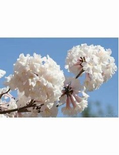 1 Guayacan Blanco sapling... 2