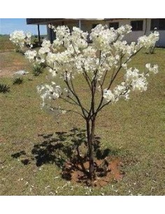 1 White Ipe tree Mexico...