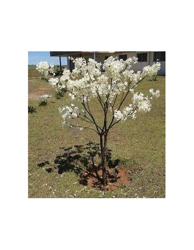 1 Arbolito de Ipe blanco Mexico (Tabebuia alba) Patancan blanco venta en Mexico